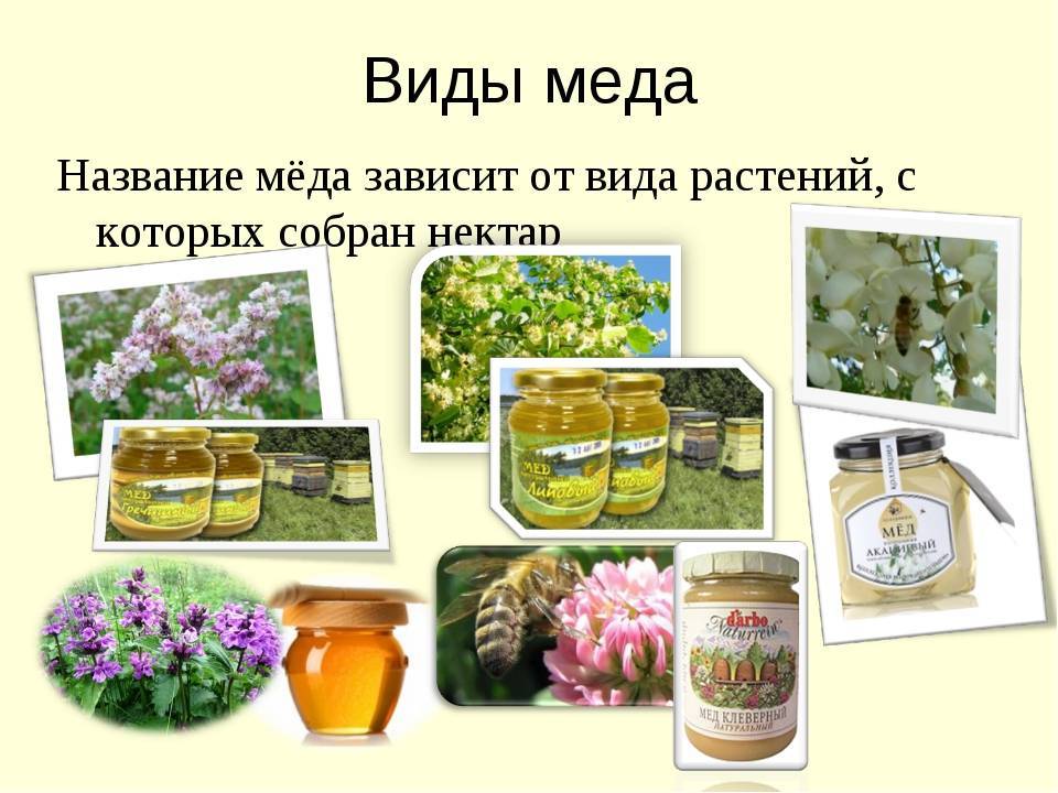Сорта белого меда - искусственный или натуральный