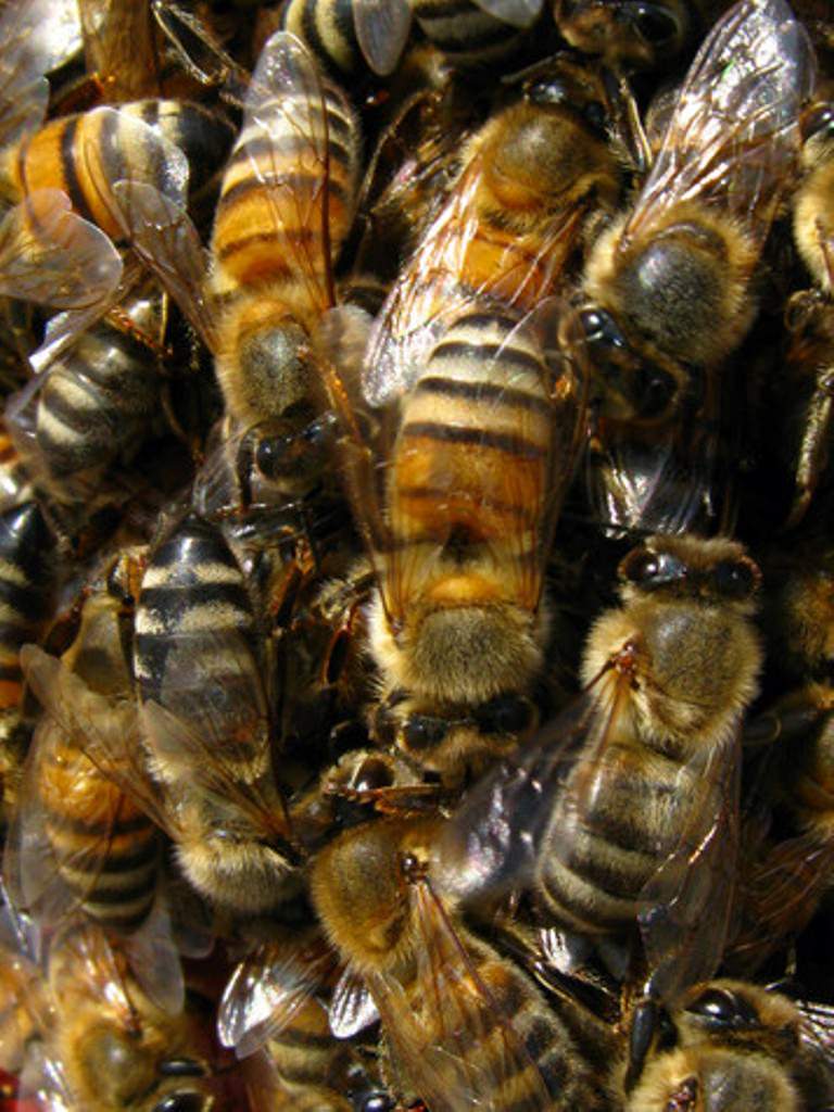 Африканизированная пчела-убийца: описание и особенности, возникновение, распространение, чем опасна, фото, видео