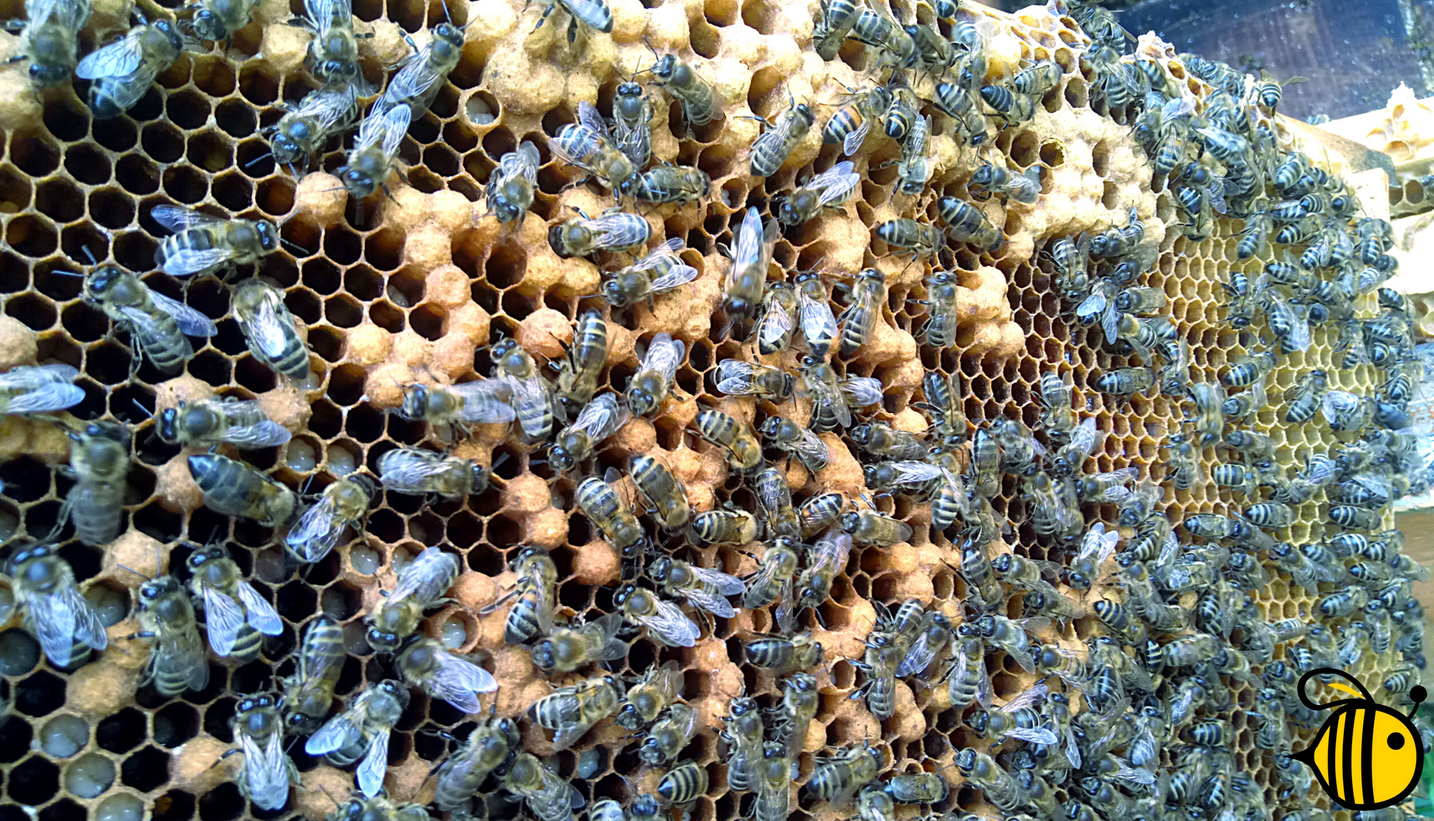 Пчелы-трутовки в семье, где есть неплодная матка. основы пчеловодства [самые необходимые советы тому, кто хочет завести собственную пасеку]