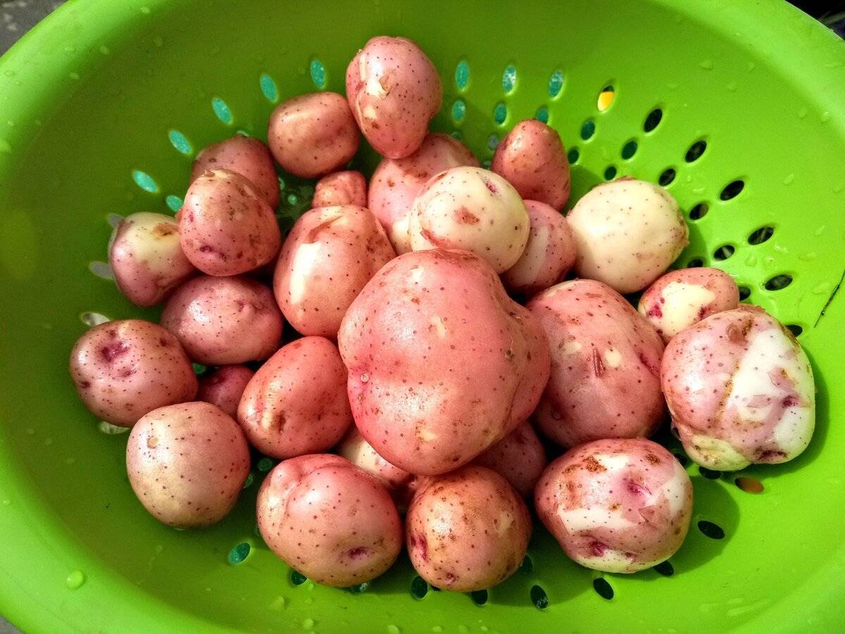 Сорт картофеля «снегирь» – описание и фото
