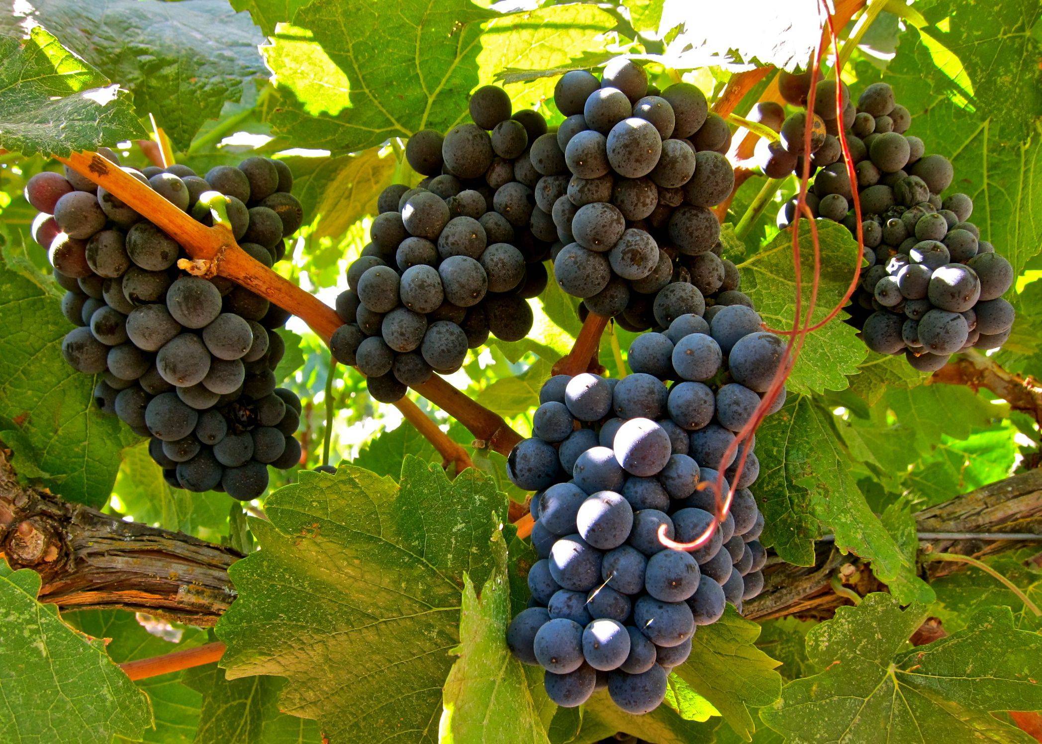 Виноград пино нуар: описание сорта, фото, отзывы