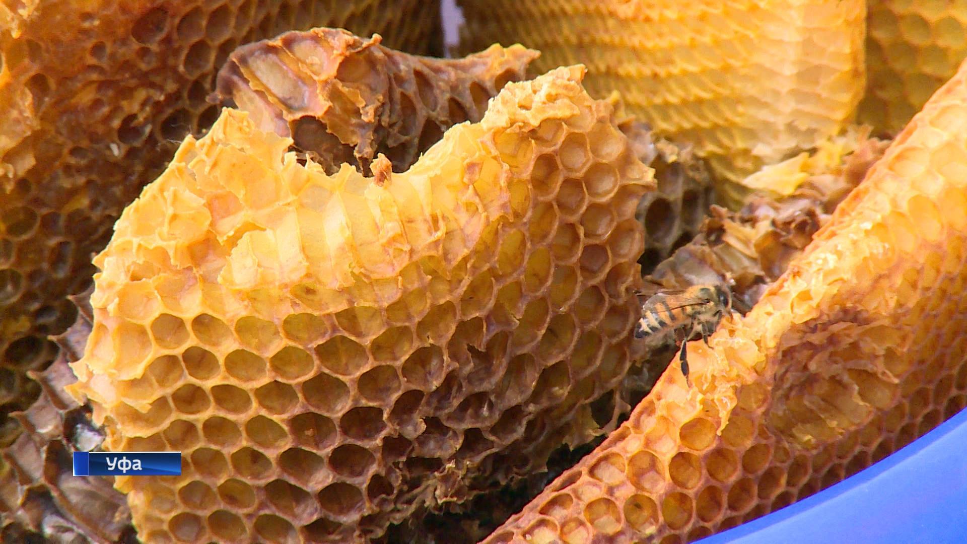 Мед диких пчел — полезные свойства и противопоказания
