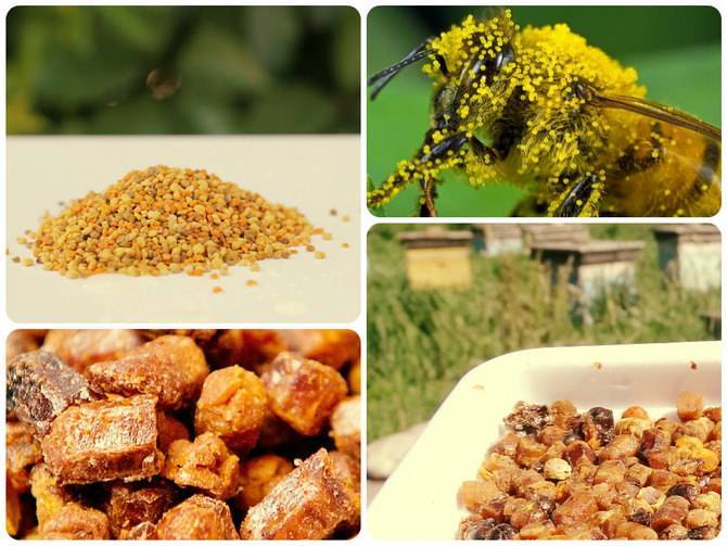 Пчелина перга: польза. как принимать? противопоказания