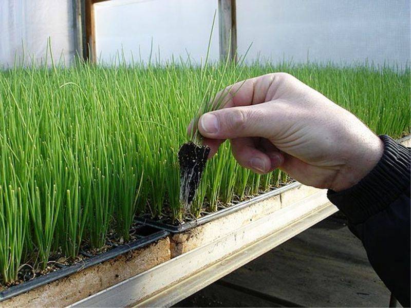 Простые способы выращивания лука-порея в открытом грунте: от семян до сборки урожая