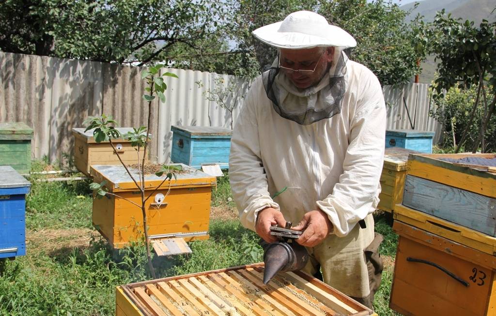 Осенние работы на пасеке: подкормка, обработка и ревизия пчел