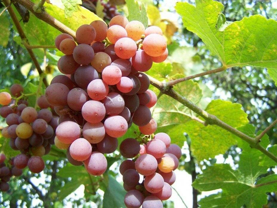 Сорт винограда траминер: описание и характеристики, разновидности, посадка и уход