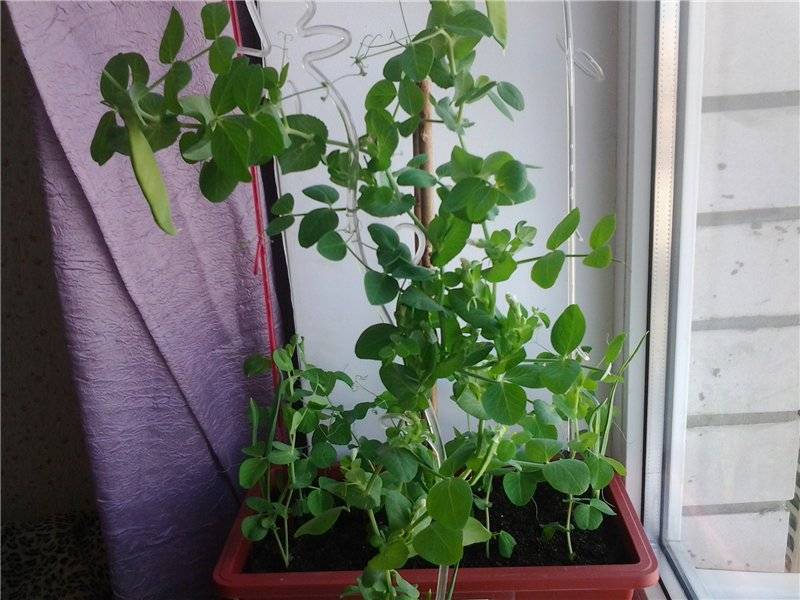 Как посадить, выращивать и ухаживать за горохом в домашних условиях на подоконнике и балконе