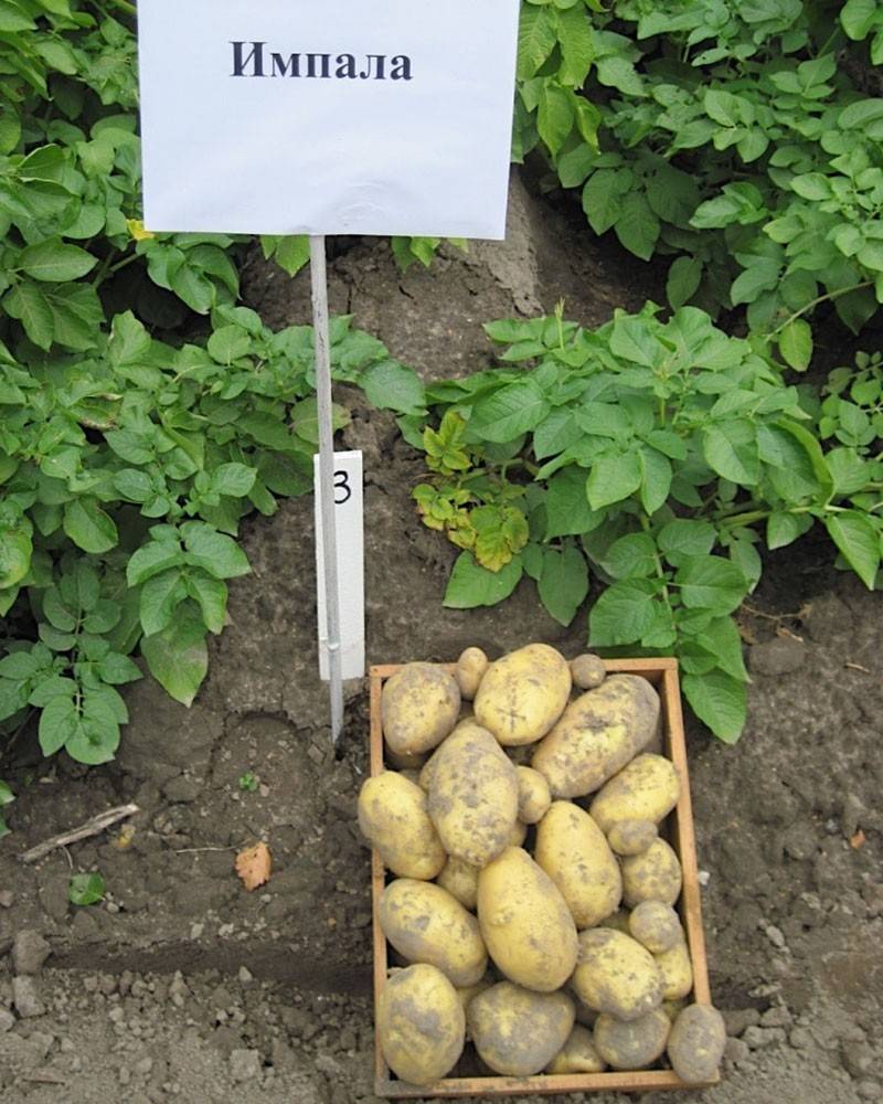 Картофель импала: описание сорта с фото и видео