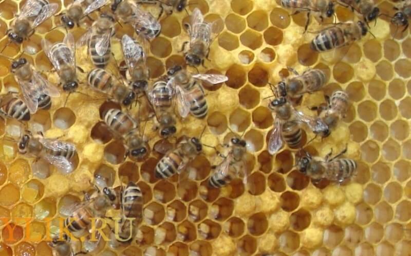 Пчелы-трутовки: исправление и как найти такую матку в улье, что делать
