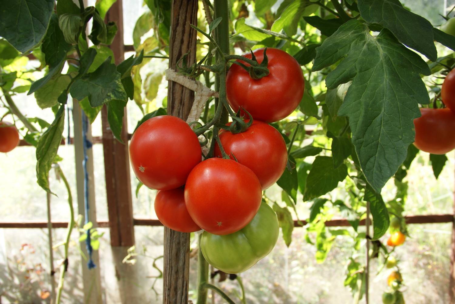 Томат махитос f1 (55 фото): помидоры, описание и отзывы, какое выращивание, видео