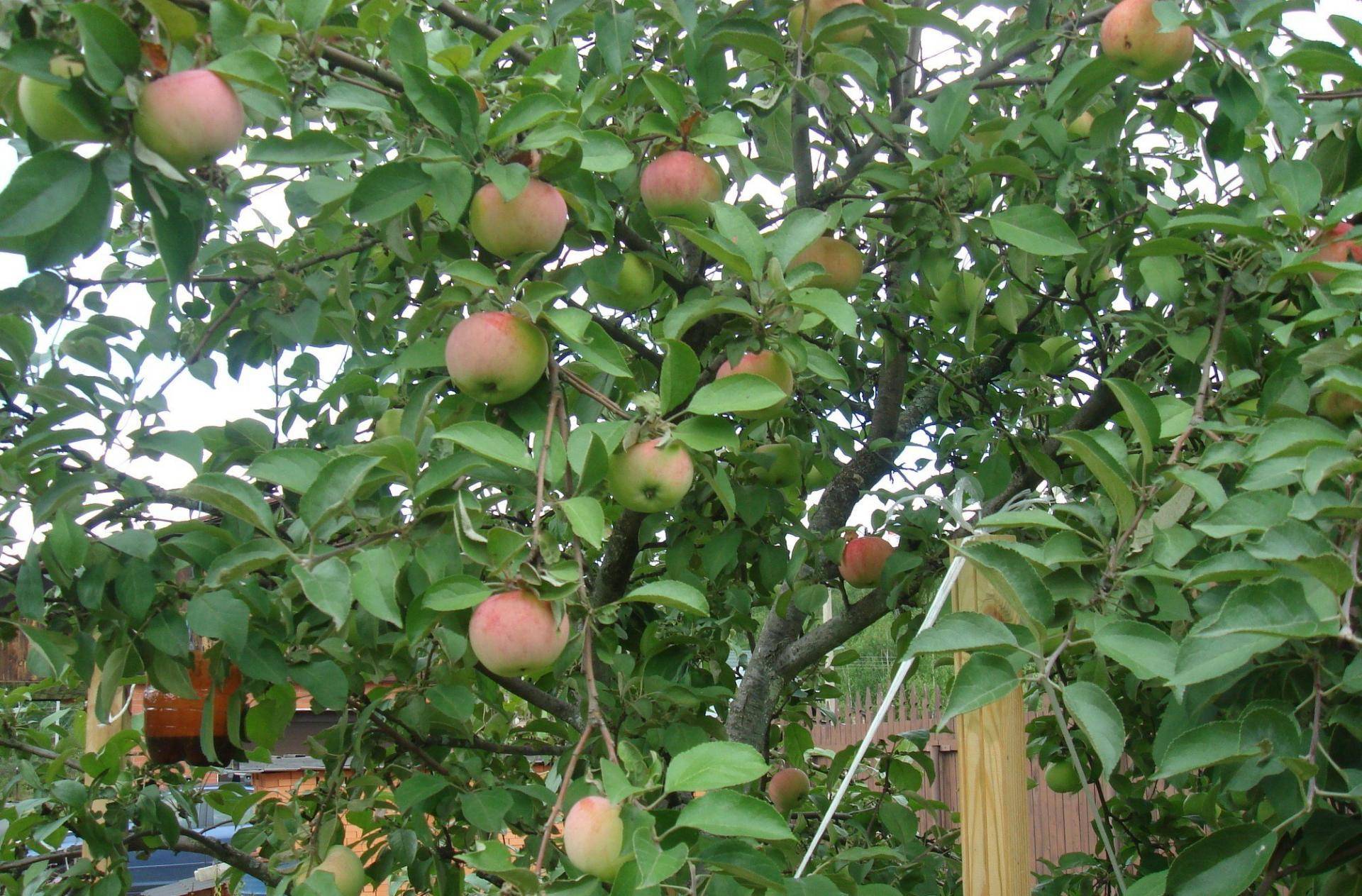 Зимние сорта яблонь для подмосковья, характерные особенности