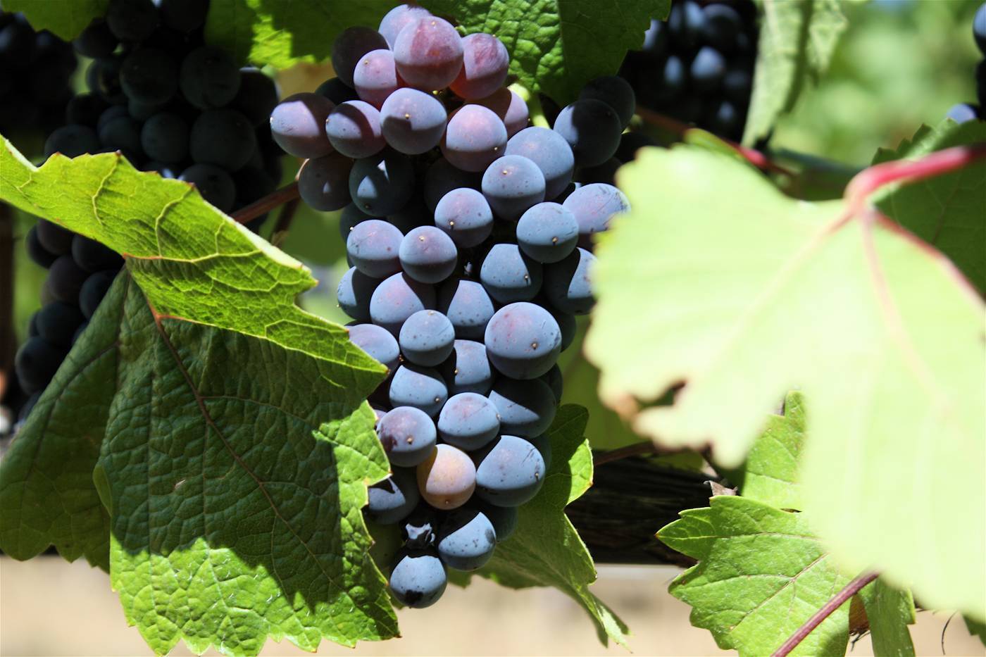 Красные вина пино-нуар | блог сомелье
