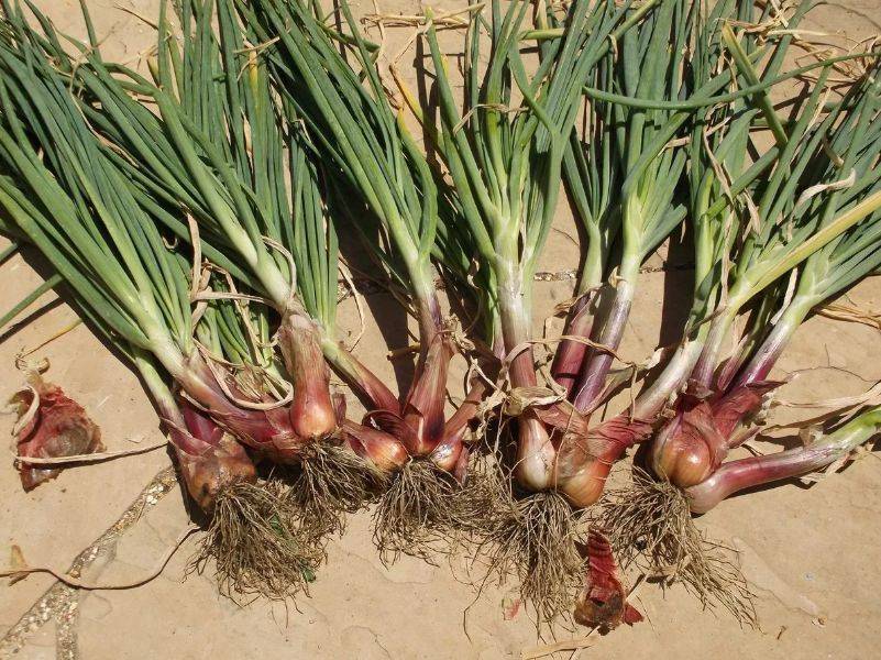 Лук-шалот – выращивание и уход в открытом грунте