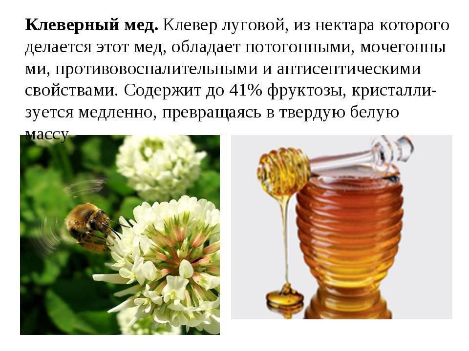 Лесной мед ?: полезные свойства и противопоказания, как качают лесной мед,чем отличается и в чем его польза