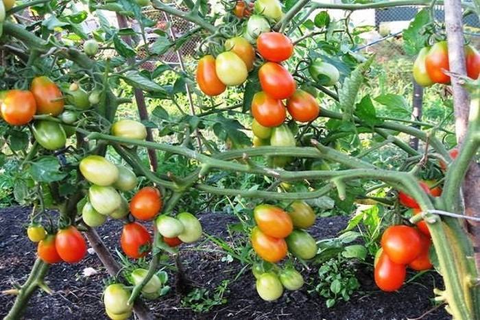 О томате сахарная слива: описание сорта томата, характеристики помидоров