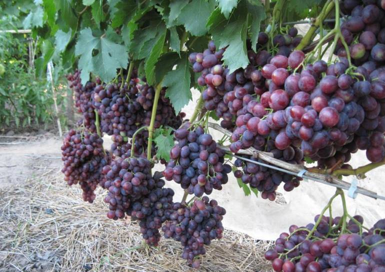 Сорт винограда заря несветая описание и характеристика с фото