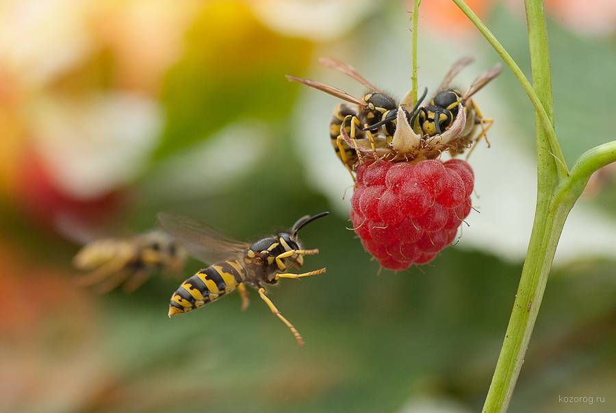 Чем питаются пчелы, что любят и чем кормят своих деток весной, летом, осенью и зимой