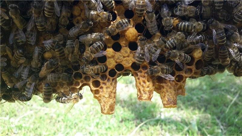 Дикие пчелы и полезные свойства дикого меда