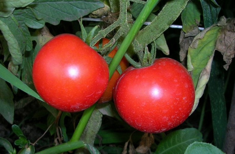 Семена томат любимец подмосковья,0,1г поиск
