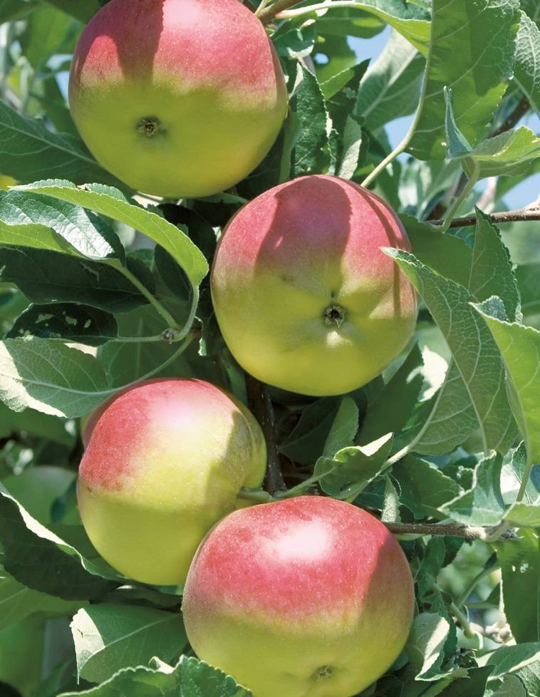Летняя яблоня августа: описание сорта и его характеристика, отзывы о выращивании, особенности агротехники