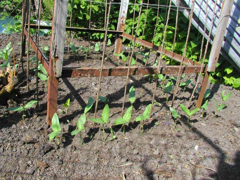 Посадка рассадой и семенами, выращивание и уход за спаржевой фасолью в открытом грунте