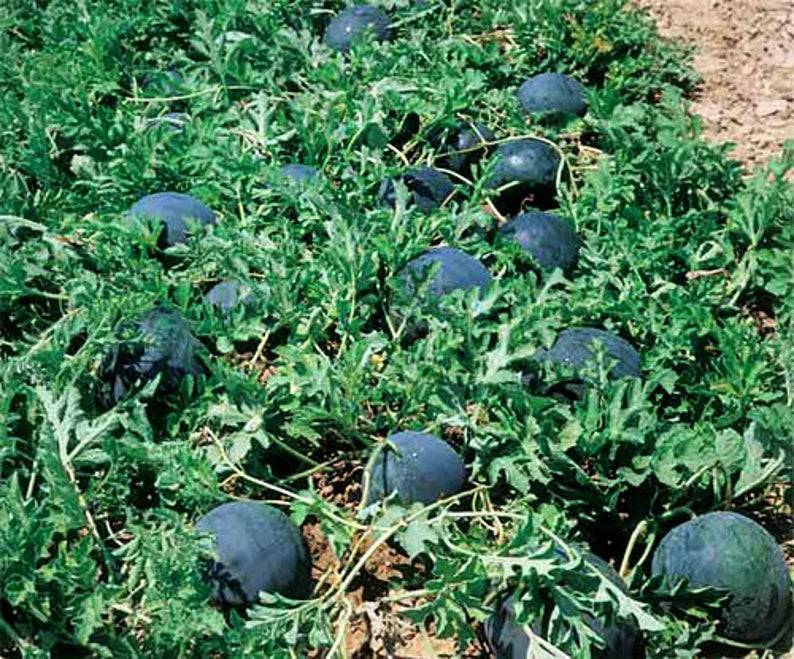 Сорт арбуза огонёк: описание и правила выращивания