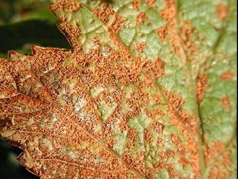 Болезни барбариса ? и борьба с ними, фото, как избавиться от мучнистой росы на барбарисе, белый налет на листьях | qlumba.com