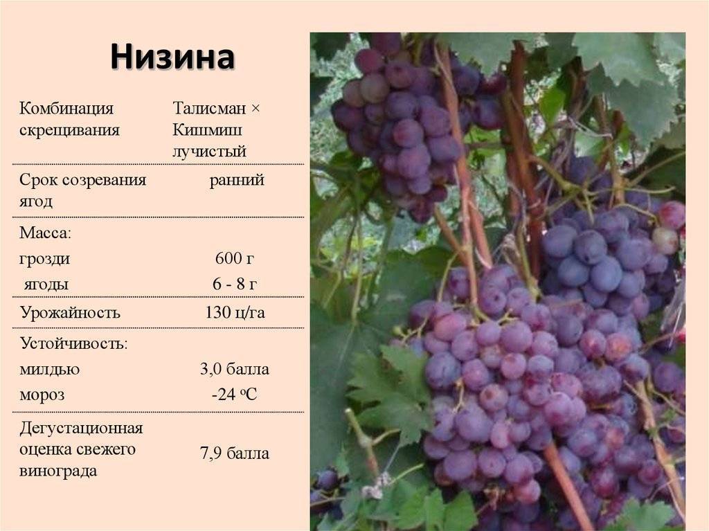 Описание и правила выращивания винограда сорта солярис