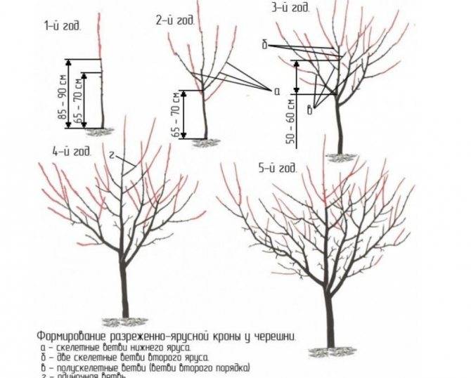 Пересадка вишни летом на другое место: когда можно пересаживать вишневое дерево и как его правильно пересадить