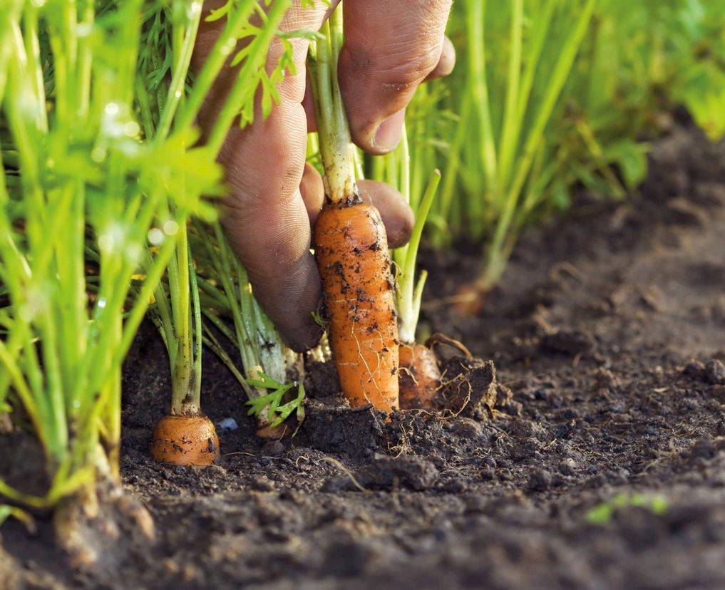 Как вырастить морковь в открытом грунте: секреты хорошего урожая