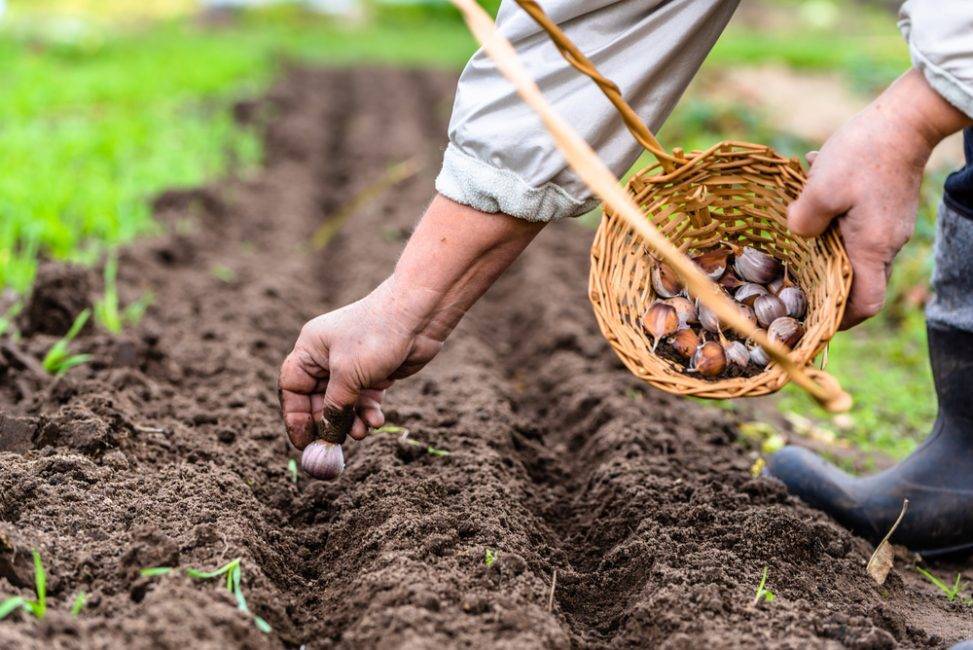 Выращивание топинамбура, его описание и полезные свойства