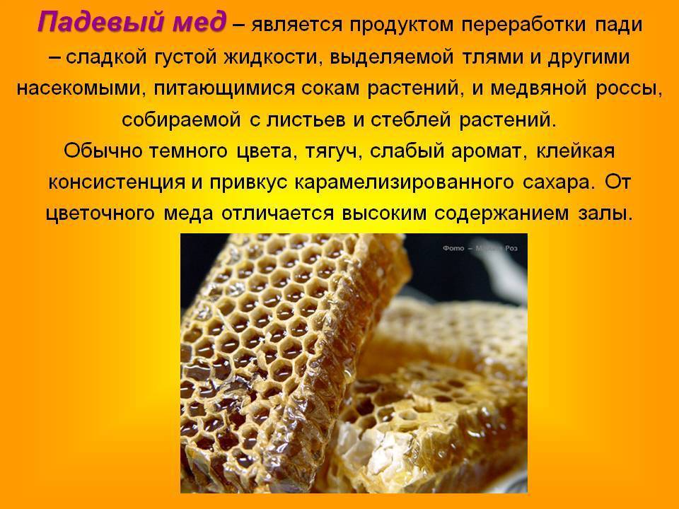 Падевый мед: что это, отличия, полезные свойства и вред
