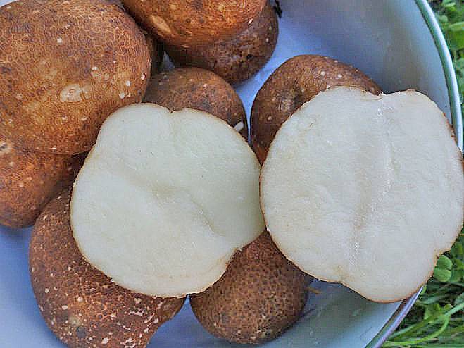 Картофель киви: описание сорта, фото, отзывы, правила выращивания
