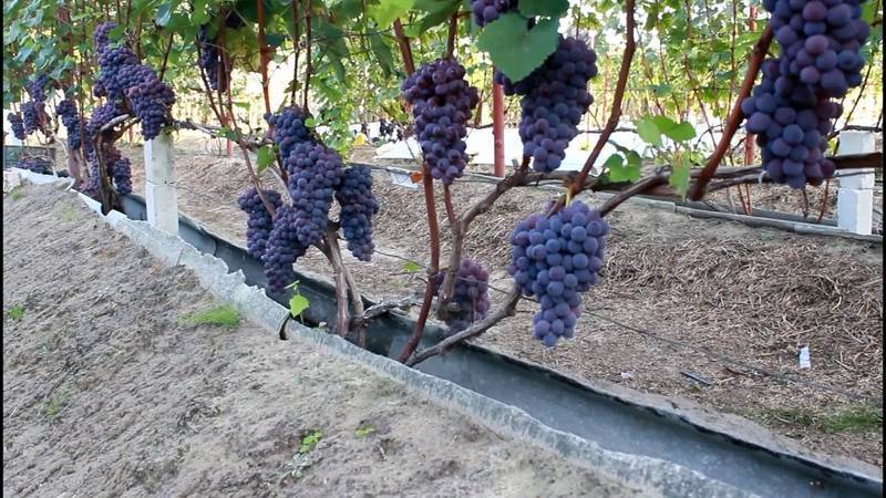 Виноград в сибири: посадка, для начинающих
