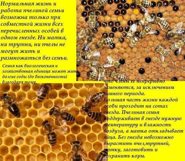 Сколько стоит пчелиная семья с ульем