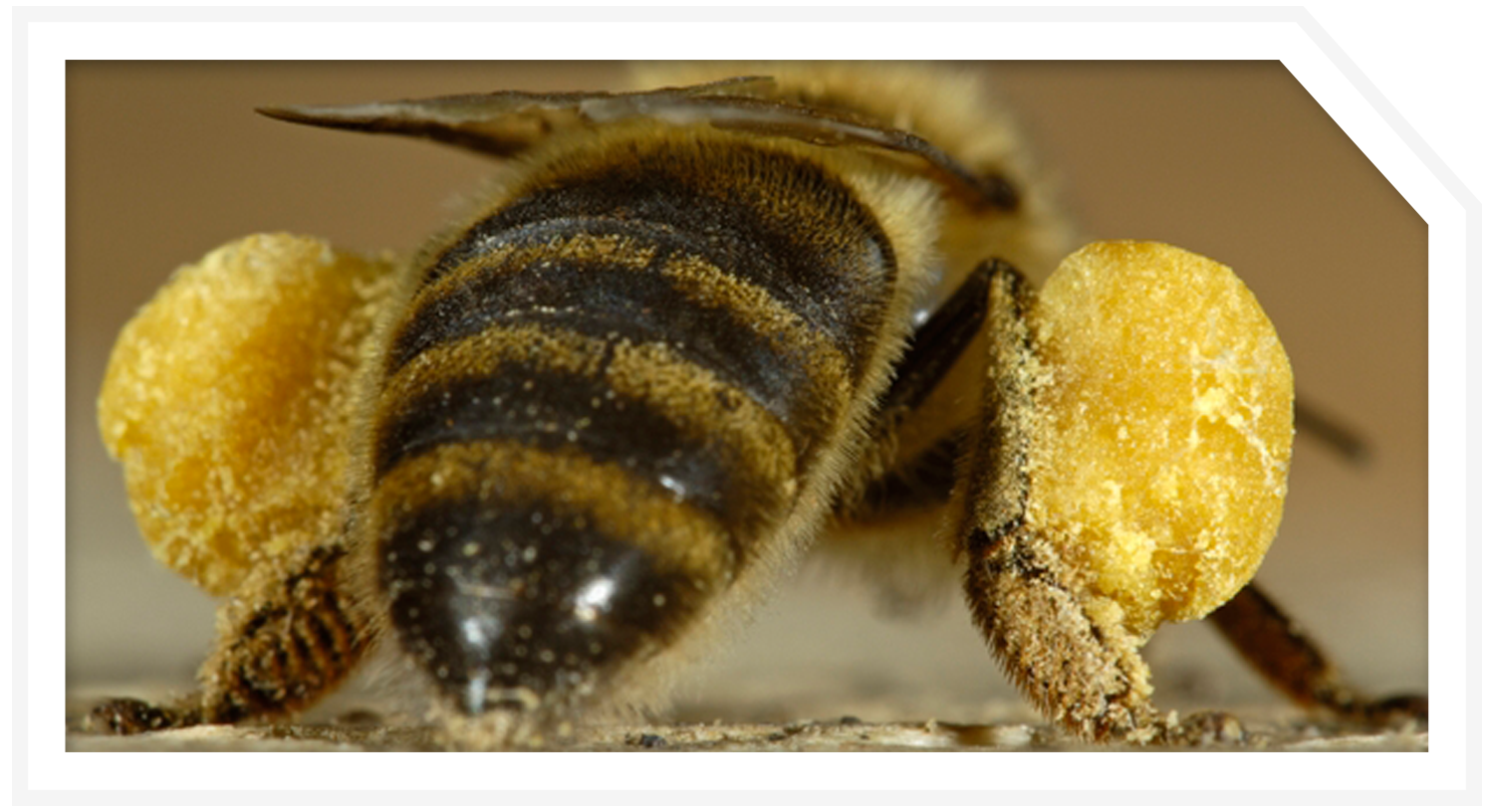 Мешают пчелы соседа: что делать, как можно избавиться или уничтожить по закону
мешают пчелы соседа: что делать, как можно избавиться или уничтожить по закону