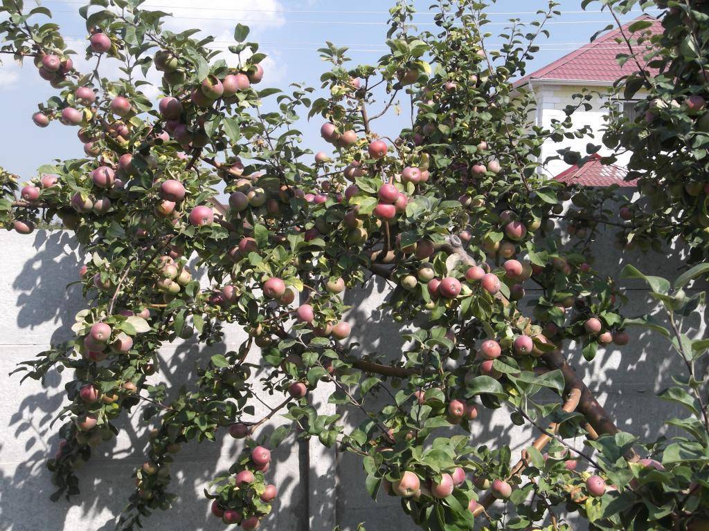 Яблоня лобо: описание сорта и правила выращивания, видео и фото