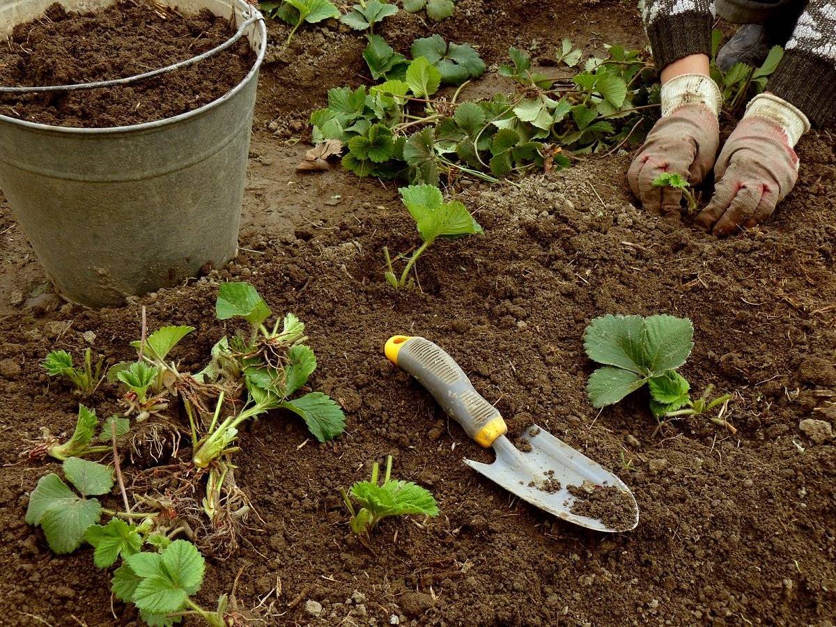 Как правильно ухаживать за клубникой (садовой земляникой) весной