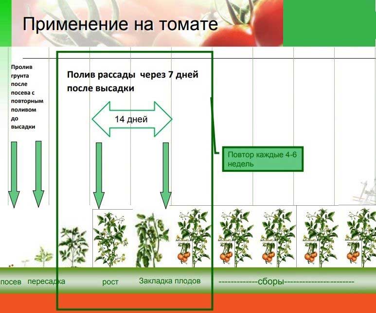 Как правильно и как часто поливать помидоры в открытом грунте