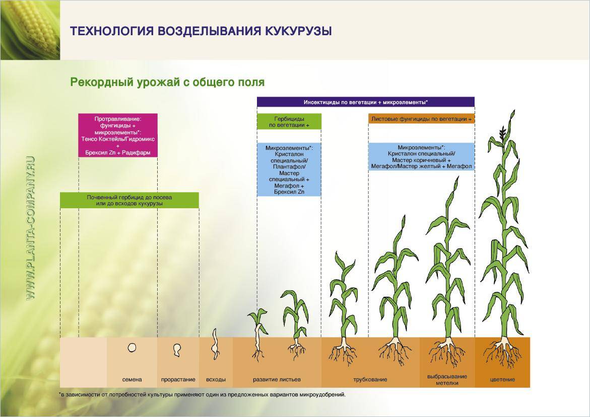 Какая средняя урожайность может быть с 1 гектара кукурузы?