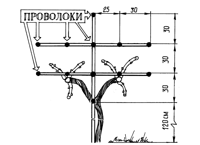 Чертеж винограда. Г образная шпалера для винограда чертеж. Шпалера одноплоскостная схема. Т-образная шпалера для винограда чертеж. Чертеж двухплоскостной шпалеры для винограда.
