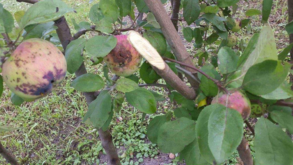 Через сколько лет после посадки плодоносит яблоня. на какой год начинает плодоносить яблоня после посадки саженцев | дачная жизнь