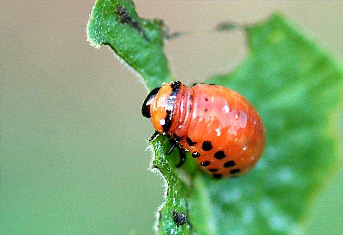 Кто ест колорадского жука: основные враги вредителя, видео и фото