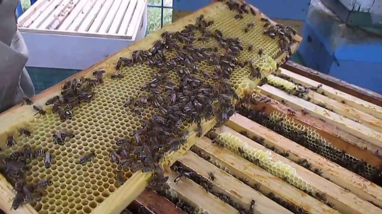 Организация непрерывного взятка для пчел. основы пчеловодства [самые необходимые советы тому, кто хочет завести собственную пасеку]