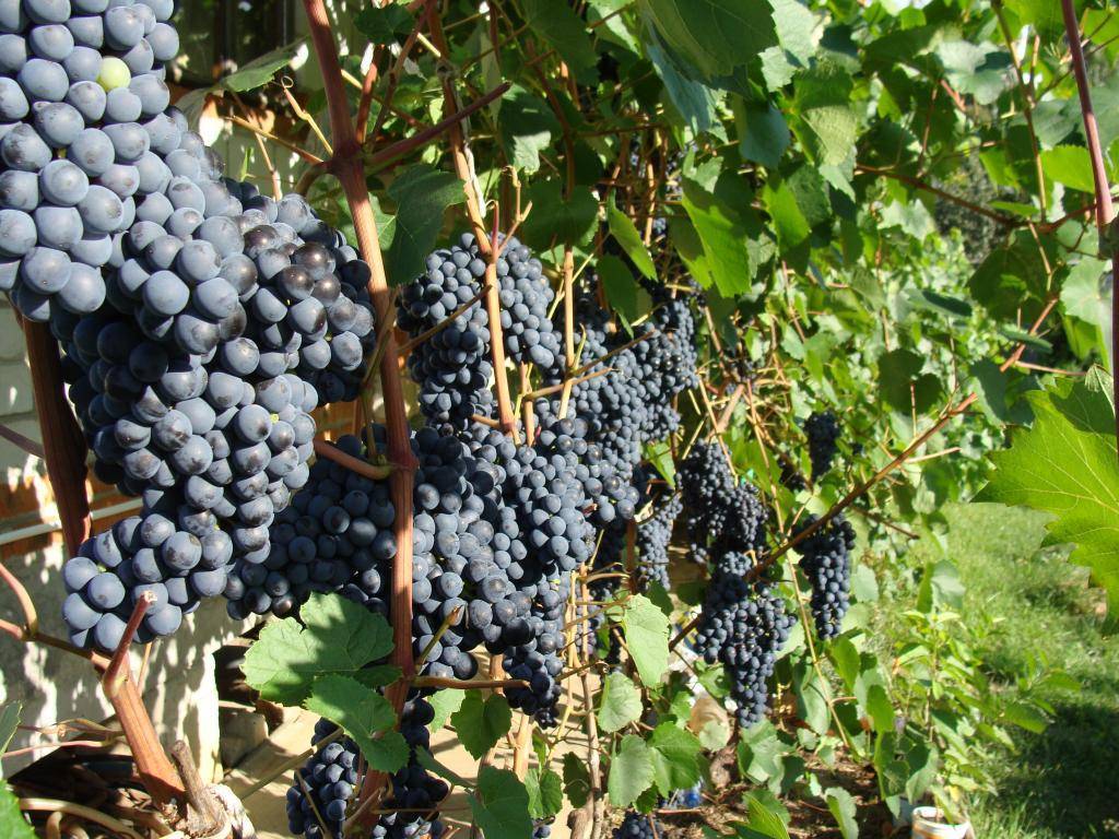 Сорт винограда изабелла фото и описание сорта
