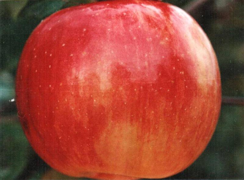 Яблоня «уэлси» - описание и фото