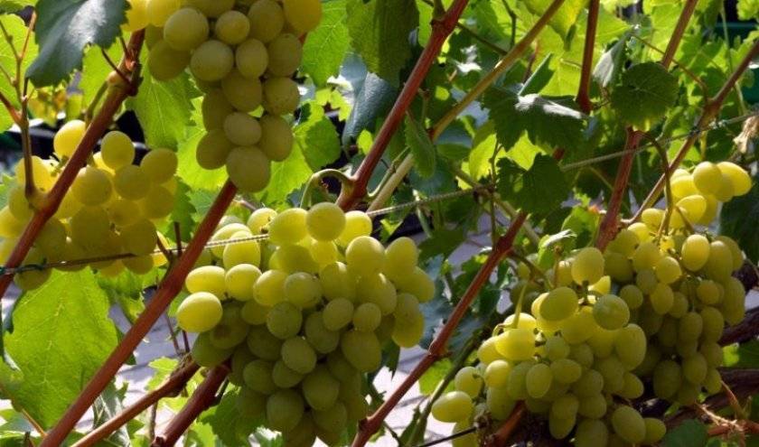 Виноград галахад: описание сорта, уход, выращивание и отзывы