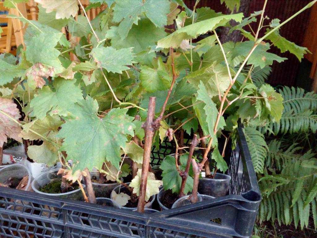 Описание и характеристики сорта винограда «сфинкс»