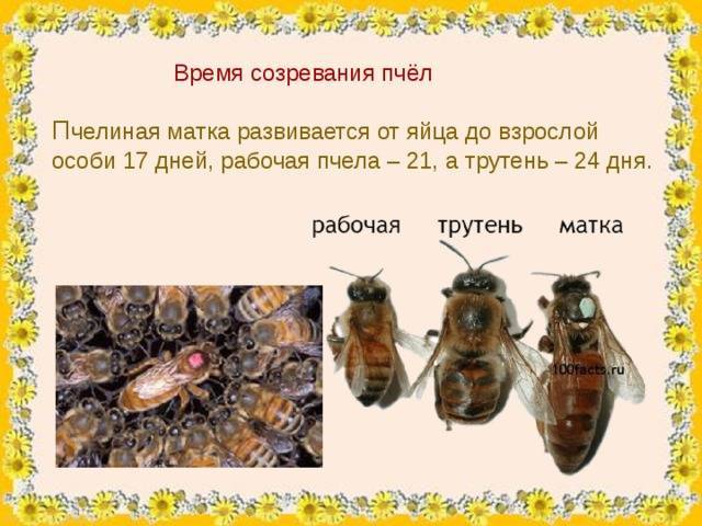 Жизнь семьи медоносных пчел