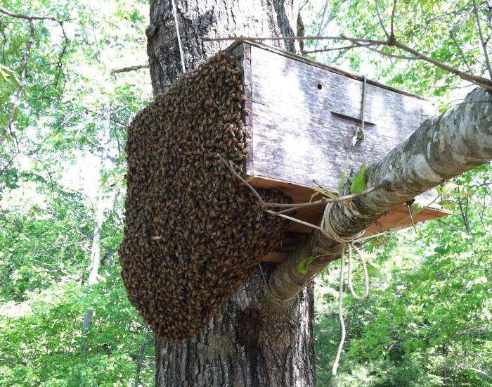 Как поймать пчелиный рой: выбор времени, места и средств - sadachanik